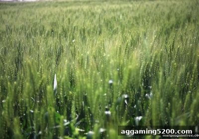 麻将胡了模拟器在线试玩：苹果端代金券签到与使用全攻略