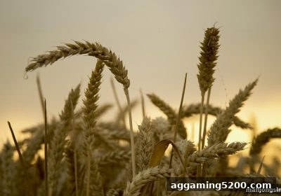 麻将胡了模拟器在线试玩VIP客户返利政策全攻略：如何精准获取高额回馈